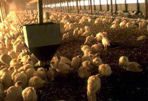 Nearly 200 communes recurred bird flu