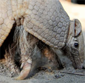 Nearly 21,000 species of plants and animals are about to become extinct