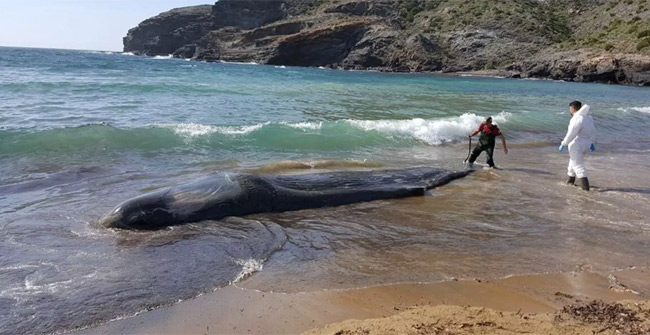 Nearly 30kg of garbage in the belly of a fish floating on the coast