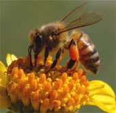 Nearly a quarter of European bees are in danger of extinction
