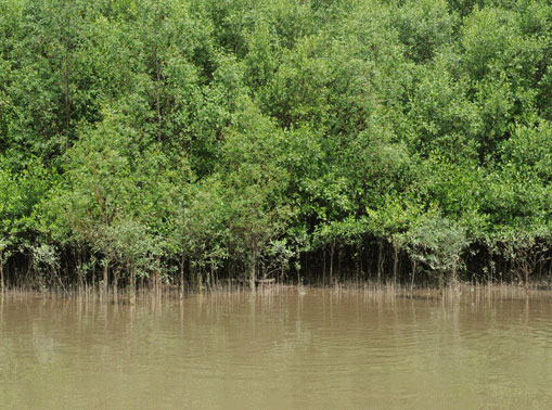 Nearly half of a mangrove forest
