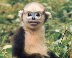 Nearly half of primates are endangered
