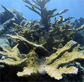 Nearly one third of Indonesia's coral reef area has been destroyed