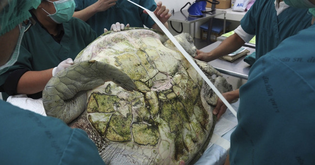 Nearly thousands of coins were collected in the belly of Thai sea turtles