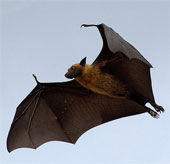 Need to protect rare bat bats before the risk of extinction