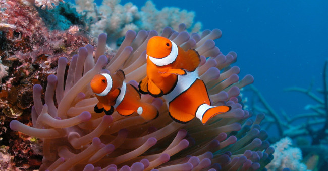 Nemo clown fish is at risk of extinction