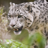 Nepal defeated the leopard who had eaten a dozen people