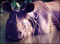 Nepal lost its rare rhino