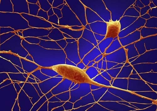 Nerve cells help form the salivary glands