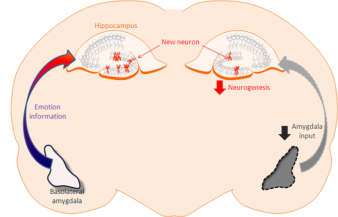 Nerve cells remember fear
