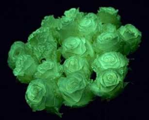 Netherlands: 'Glowing flower' comes to market