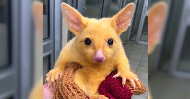 Netizens fever with animals similar to Pikachu