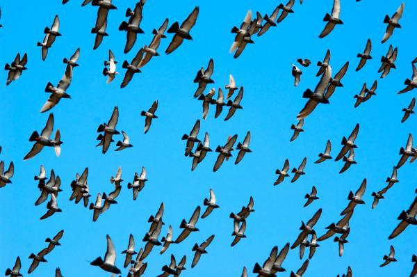 'Neurologger' - The mind reading device of flying birds