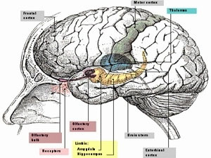 Neurological transplantation enhances brain function