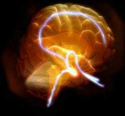Neurons continue to grow where the brain matures
