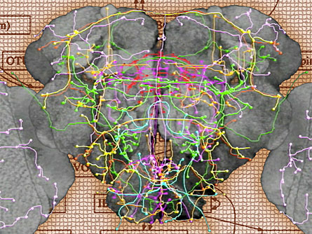 Neurons of fruit flies applied in computer networks