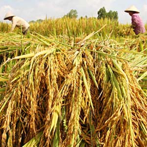 New AC5 rice variety has high yield