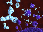 New antibodies help reduce the amount of HIV virus in the blood