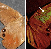 New anti-fake material from butterfly wings