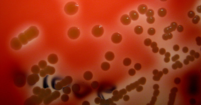 New bacteria in the nostrils will lead humanity through the era of antibiotic resistance