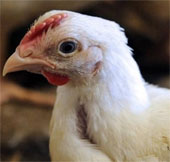 New bird flu detected in the Netherlands