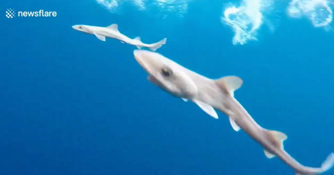 New born sharks practice swimming according to their mother underwater