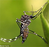 New breakthrough helps 'kill' mosquitoes on a large scale