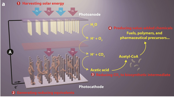 New breakthrough in artificial photosynthesis