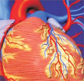 New breakthrough in recovering paralyzed heart muscle after a heart attack