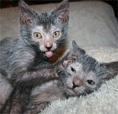 New breed of hybrid cat wolf