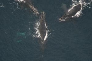 New breeding ground for head whales?