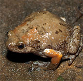 New bullfrog species in Vietnam