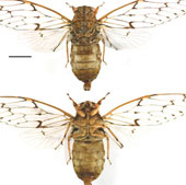 New cicada species in the Central Highlands