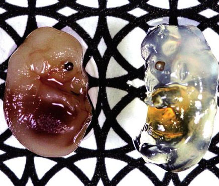 New compounds make the body transparent