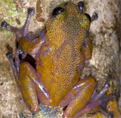New cone-shaped leather frog in Ngoc Linh mountain