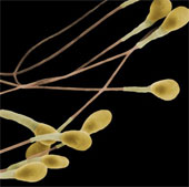 New contraceptive pills for men