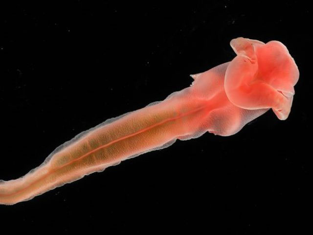 New creatures from the deep sea floor