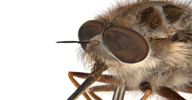 New creatures named after the Night King in Game of Thrones