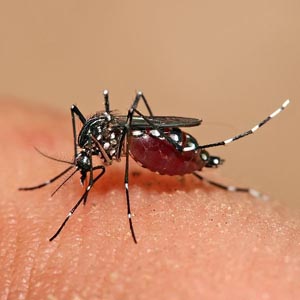 New dengue fever attacks South America