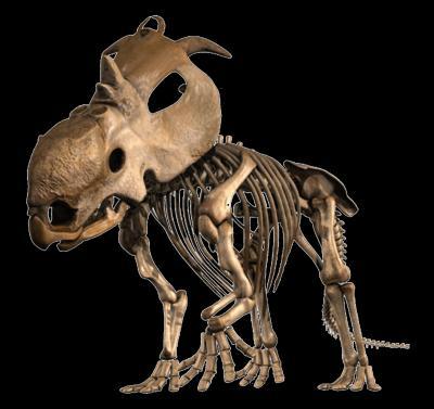 New dinosaur species have horns in Alberta, Canada