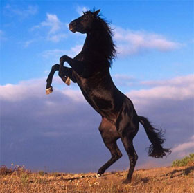 New discoveries about animals