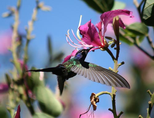 New discoveries about birds