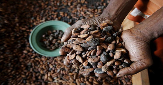 New discoveries about cocoa history