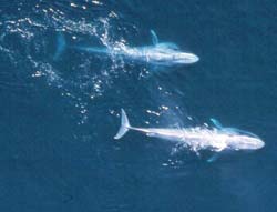 New discoveries about the mysterious language of whales