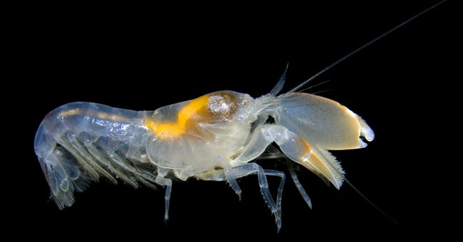 New discoveries about the type of shrimps