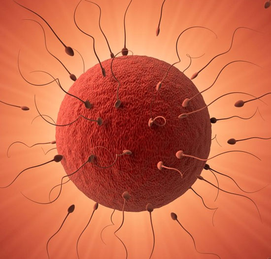 New discoveries bring hope to infertility