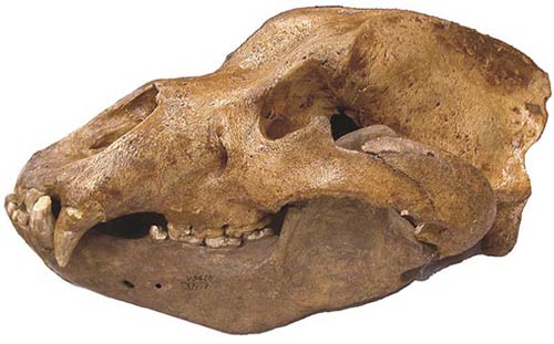 New discovery about a stone predator