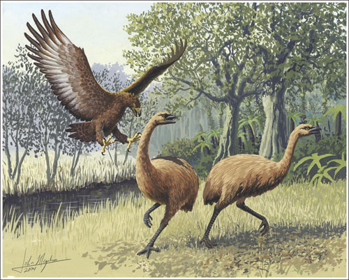 New discovery about giant eagle species attacking humans