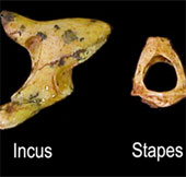 New discovery about the evolution of language