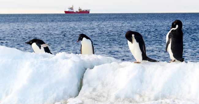 New discovery about the existence of Antarctic penguins